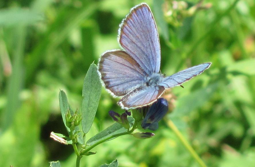 Lycaenidae da ID